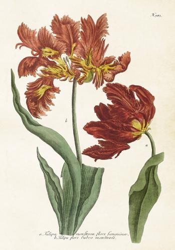 Plakat - Vintage - Tulipaner - 35 x 50 cm - www.frokenfraken.se