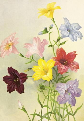 Plakat - Vintage - Trompetblomster - 35 x 50 cm - www.frokenfraken.se