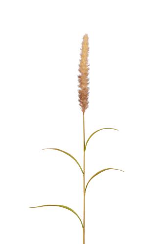 Gress - Brun - 85 cm - www.frokenfraken.se