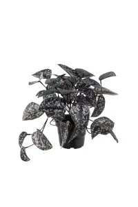 Silverranka - Svart - 25 cm - www.frokenfraken.se