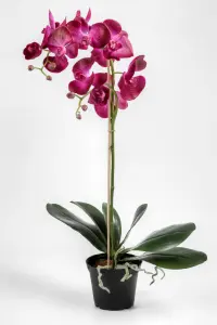 Phalaenopsis - Lilla - 55 cm - www.frokenfraken.se