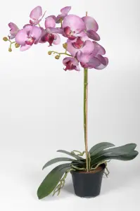 Phalaenopsis - Lilla - 60 cm - www.frokenfraken.se