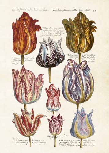 Plakat - Vintage - Tulipaner - 50 x 70 cm - www.frokenfraken.se