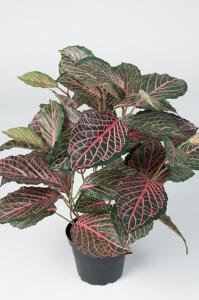 Fittonia - Grønn - 40 cm - www.frokenfraken.se