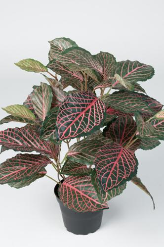 Fittonia - Grønn - 40 cm - www.frokenfraken.se
