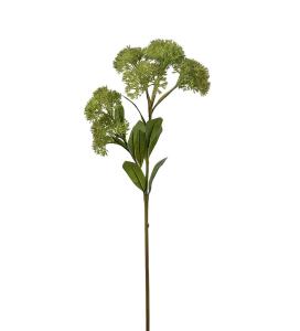 Sedum - Grønn - 65 cm - www.frokenfraken.se