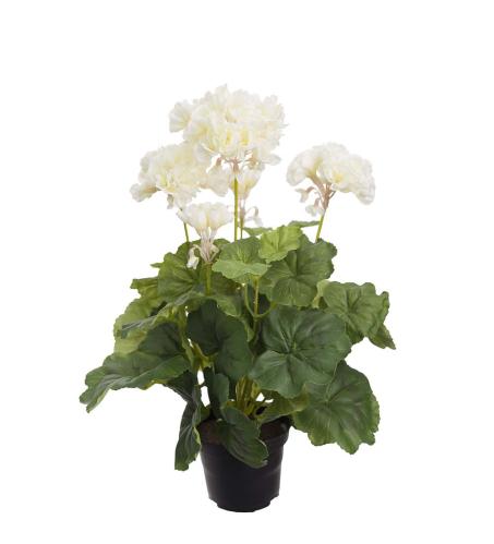 Pelargon Mårbacka - Hvit - 40 cm - www.frokenfraken.se