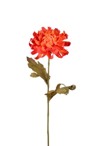 Krysantemum - Oransje - 55 cm - www.frokenfraken.se