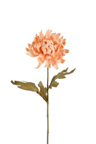 Krysantemum - Brun - 55 cm - www.frokenfraken.se
