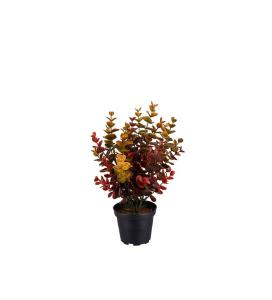 Eukalyptus - Flerfarget - 30 cm - www.frokenfraken.se
