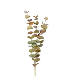 Eukalyptus - 60 cm - www.frokenfraken.se