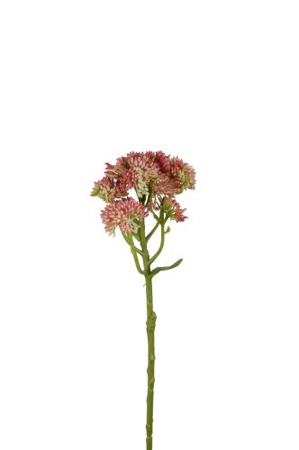Kjærlighetsurt - Rosa - 40 cm - www.frokenfraken.se