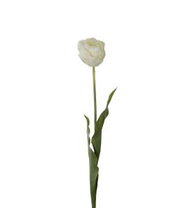 Tulipan - Krem - 67 cm - www.frokenfraken.se