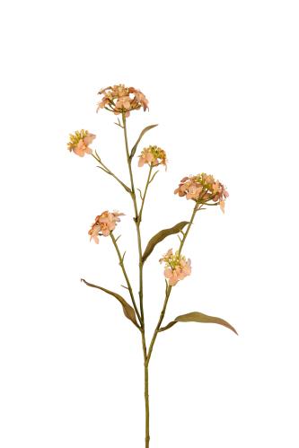 Blomst Iberis - Brun - 60 cm - www.frokenfraken.se