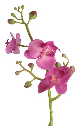 Phalaenopsis - Lilla - 50 cm - www.frokenfraken.se