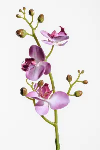 Phalaenopsis - Lilla - 50 cm - www.frokenfraken.se