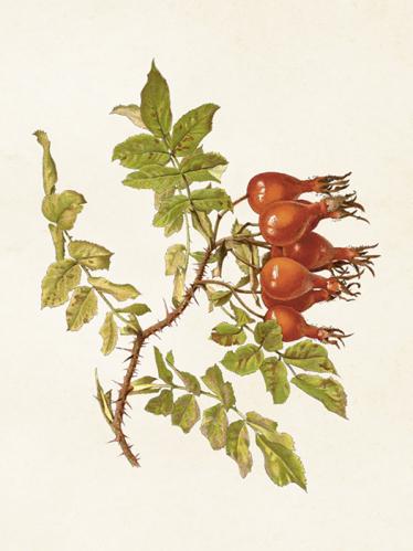 Plakat - Vintage - Nypon - 24 x 18 cm - www.frokenfraken.se