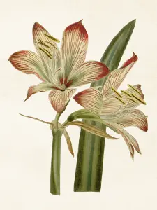 Plakat - Vintage - Amaryllis - 18 x 24 cm - www.frokenfraken.se