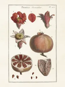 Plakat - Vintage - Granateple - 18 x 24 cm - www.frokenfraken.se