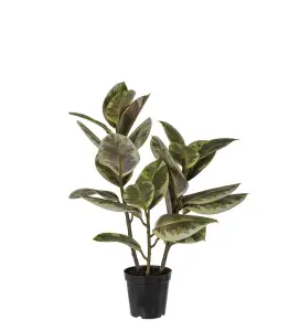 Fikus Elastica - Grønn - 70 cm - www.frokenfraken.se