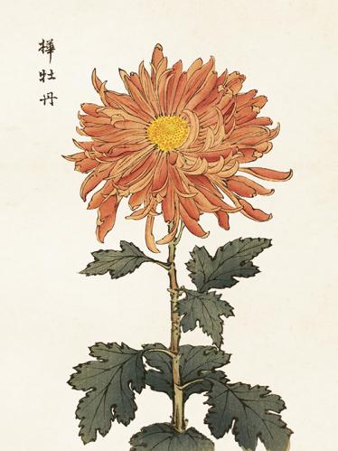 Plakat - Vintage - Krysantemum - 18 x 24 cm - www.frokenfraken.se