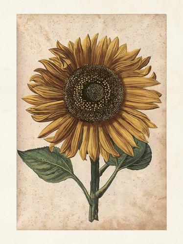Plakat - Vintage - Solsikke - 18 x 24 cm - www.frokenfraken.se