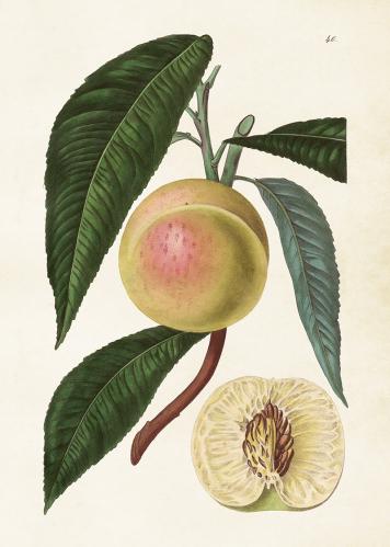 Plakat - Vintage - Hvit nektarin - 50 x 70 cm - www.frokenfraken.se