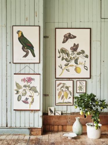 Plakat - Vintage - Sommerfugler & Annattoträd - 50 x 70 cm - www.frokenfraken.se