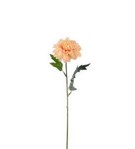 Zinnia - Aprikos - 45 cm - www.frokenfraken.se