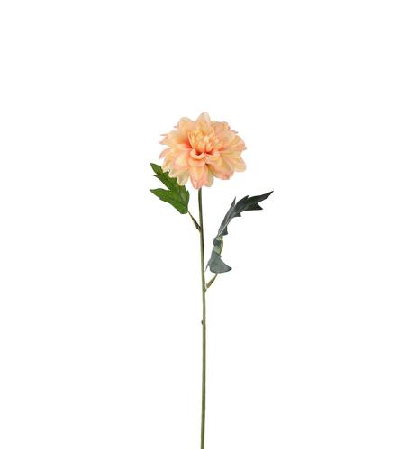 Zinnia - Aprikos - 45 cm - www.frokenfraken.se