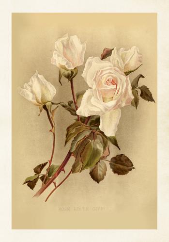 Plakat - Vintage - Ros - 35 x 50 cm - www.frokenfraken.se