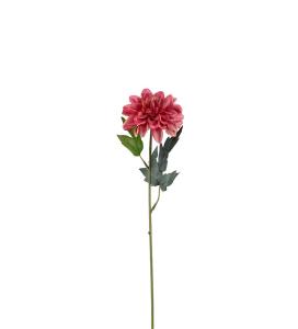 Zinnia - Rosa - 45 cm - www.frokenfraken.se