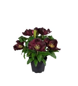 Julerose - Burgunder - 20 cm - www.frokenfraken.se