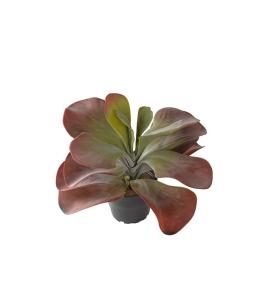 Kalanchoe - Burgunder - 25 cm - www.frokenfraken.se