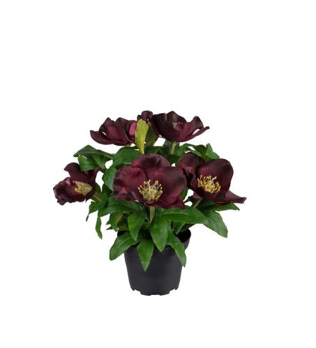 Julerose - Burgunder - 20 cm - www.frokenfraken.se