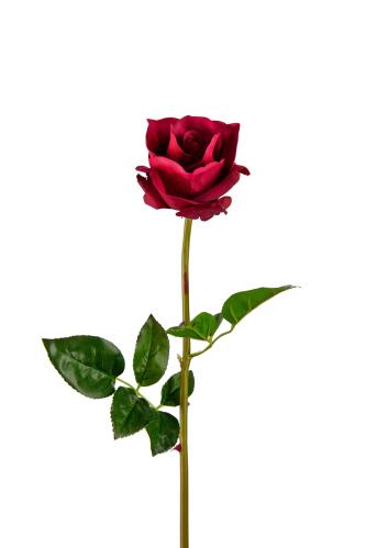Ros - Rød - 65 cm - www.frokenfraken.se