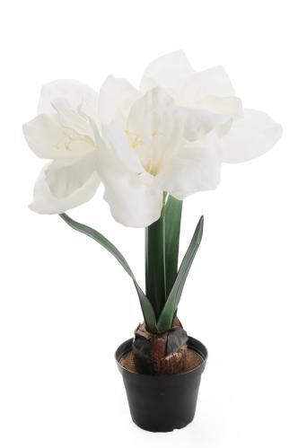 Amaryllis - Hvitt - 45 cm - www.frokenfraken.se