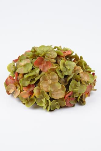 Eucalyptus - Grønn - 9 cm - www.frokenfraken.se