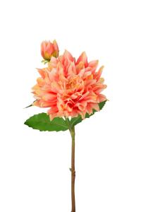 Dahlia - Oransje - 70 cm - www.frokenfraken.se