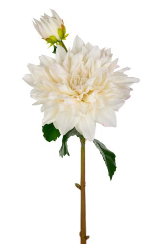 Dahlia - Hvit - 70 cm - www.frokenfraken.se