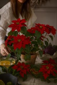 Julstjerne - Rød - 70 cm - www.frokenfraken.se