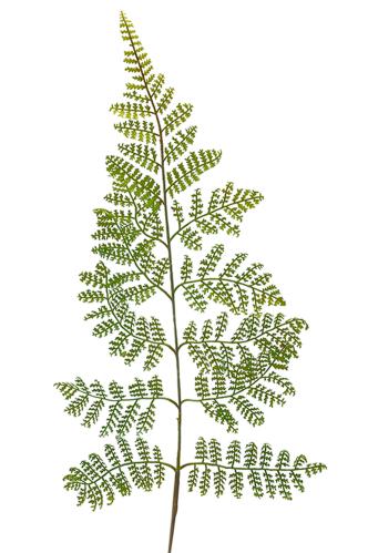 Ormbunksblad - Grønn - 60 cm - www.frokenfraken.se