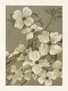 Plakat - Vintage - Blomsterkornell - 18 x 24 cm - www.frokenfraken.se