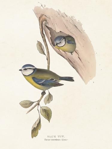 Plakat - Vintage - Blåmeis - 18 x 24 cm - www.frokenfraken.se