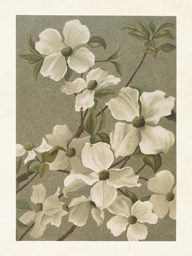 Plakat - Vintage - Blomsterkornell - 18 x 24 cm - www.frokenfraken.se