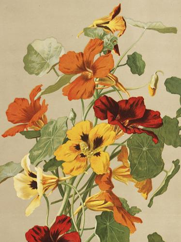 Plakat - Vintage - Krasse - 18 x 24 cm - www.frokenfraken.se