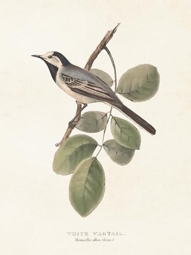 Plakat - Vintage - Sädesärla - 18 x 24 cm - www.frokenfraken.se