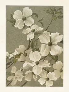 Plakat - Vintage - Blomsterkornell - 18 x 24 cm - www.frokenfraken.se