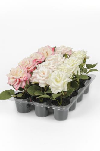 Rosor i krukke - Hele esken - 12 stk - 15 cm - www.frokenfraken.se