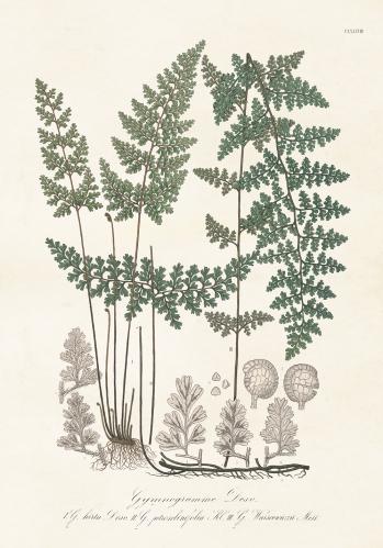 Plakat - Vintage - Gymnogramme - 70 x 100 cm - www.frokenfraken.se